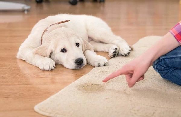 Odor Removal Services in Winnipeg